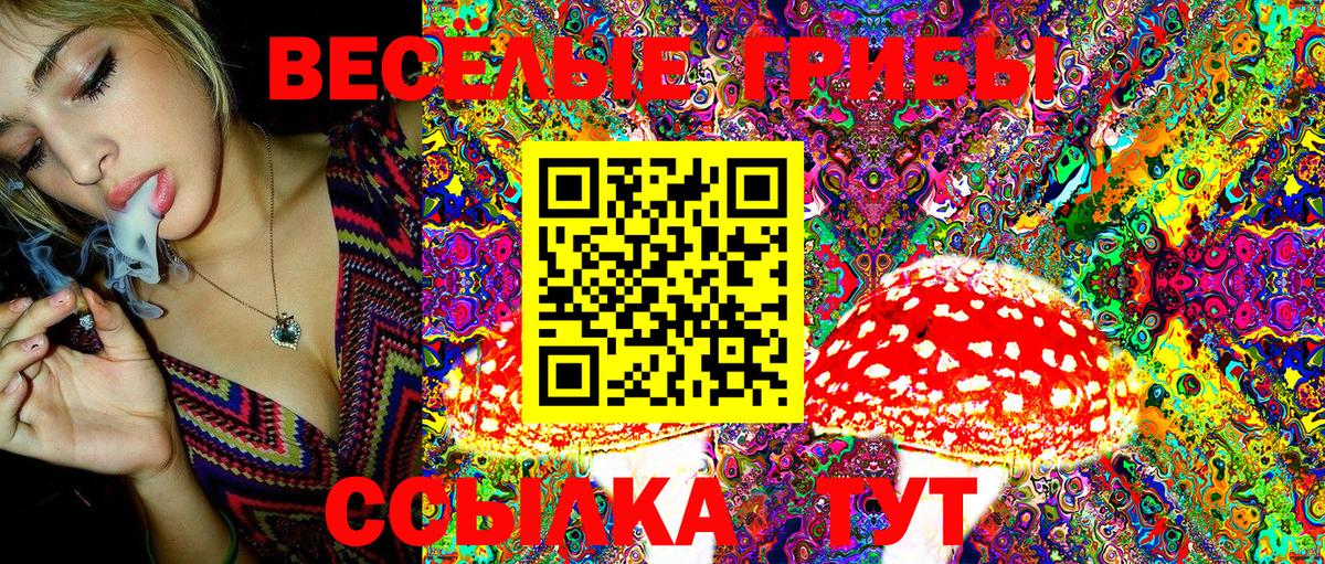 Псилоцибиновые грибы Psilocybe Тихорецк